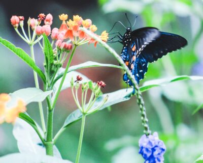 beautiful insect illustrates danger of butterfly marketing