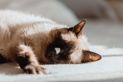 home service customer pet cat sleeps on carpet